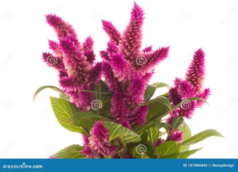Potted Cockscomb Celosia Spicata Plant Isolated On White. Pink Flower ...