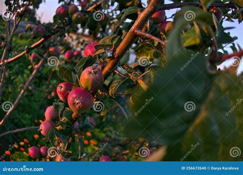 Ramas De Manzano Frutos Rojos Maduros a La Luz Del Sol En Verano ...
