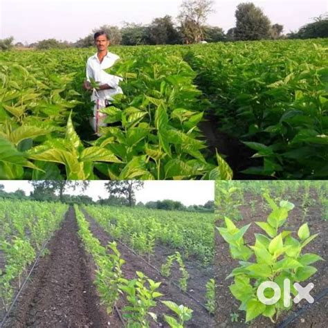 Agriculture land for Sericulture plantation - Lands & Plots - 1819183895