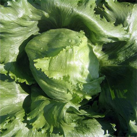lettuce-great-lake-seeds_1200x1200.webp?v=1755942585