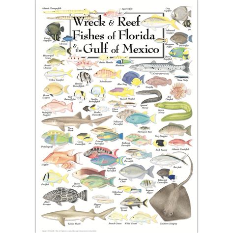Earth Sky & Water Poster - Wreck & Reef Fishes of Florida & The Gulf of ...