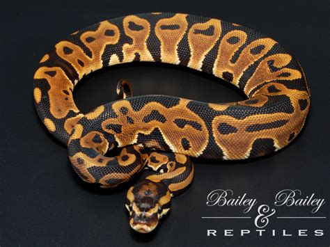 Image result for Scaleless Ball Python
