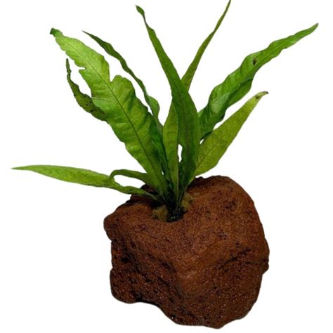Image result for How to Glue Java Fern to Rocks