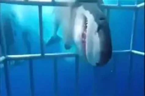 Scariest Shark Attack Ever