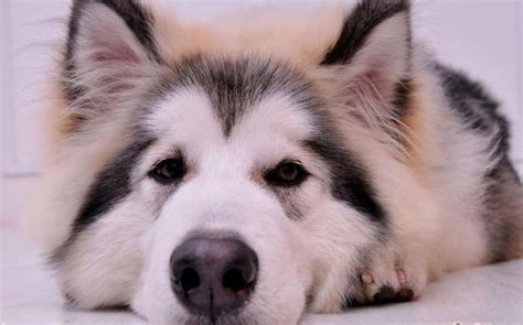 阿拉斯加狗|阿拉斯加|雪橇犬|马拉缪特_新浪新闻