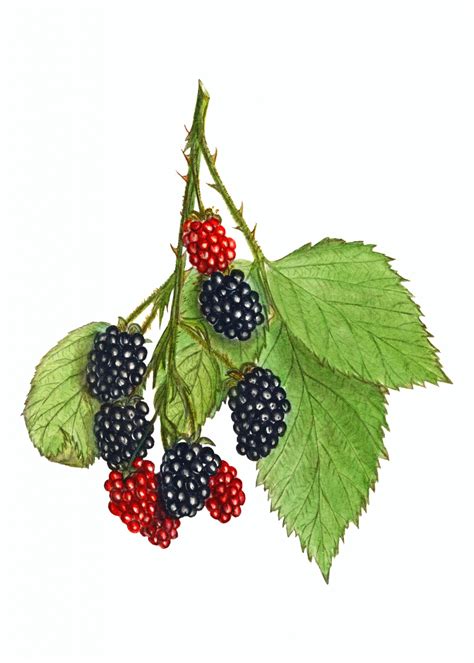 Blackberry Fruits Fruit Art Free Stock Photo - Public Domain Pictures