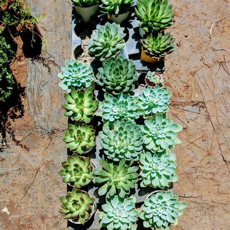 Check Out Tulasi Nursery, Masab Tank | LBB, Hyderabad