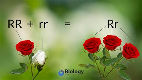 Lead-pipe rigidity Definition and Examples - Biology Online Dictionary