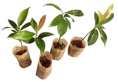 SEEDseller Ceylon Ebony Black Wood Very Rare Tree Live Plant Seedlings ...