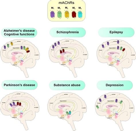 Modulation of Muscarinic Signalling in the Central Nervous System by ...