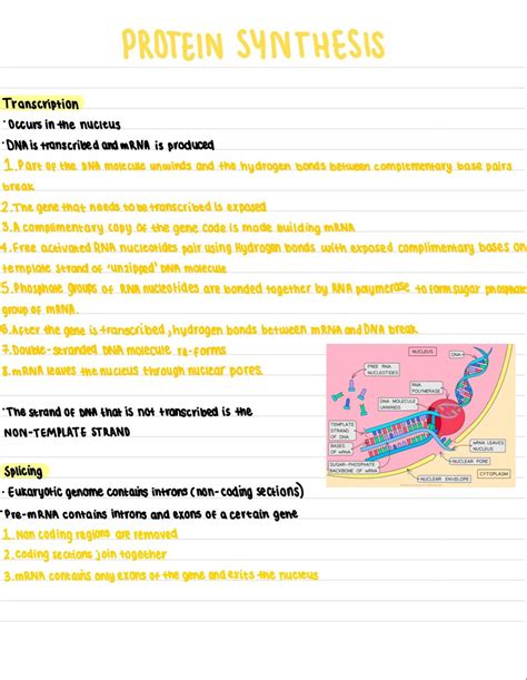 Image result for Protein Synthesis Overview Diagram