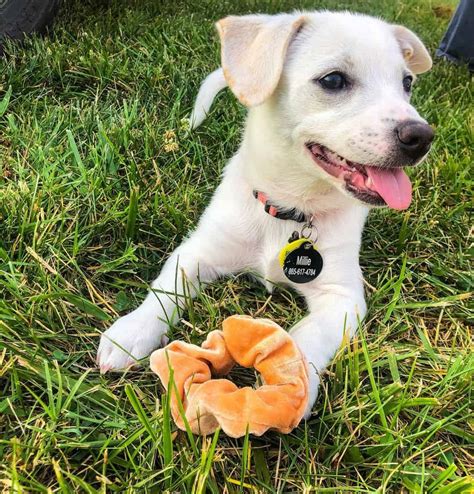 Corgidor: Is the Corgi Lab mix a good dog? - K9 Web