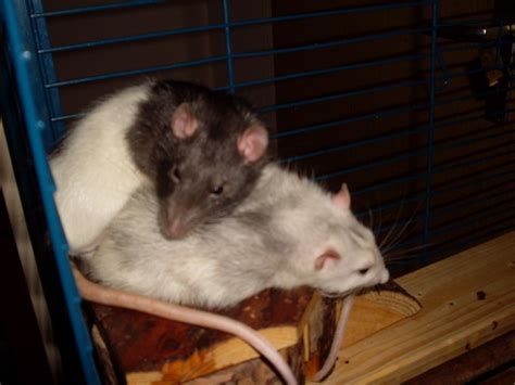 Farbratten abzuegben in berlin Hohenschönhausen | Tiere | Kleinanzeigen