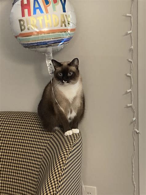 Happy Birthday Cat Meme Cats Singing Happy Birthday Cats Singing