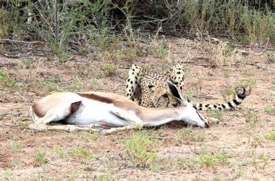 Image result for Cheetah Springbok