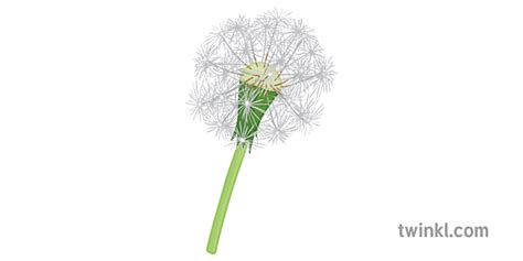 Plant Reproduction - Explanation and Teaching Ideas - Twinkl