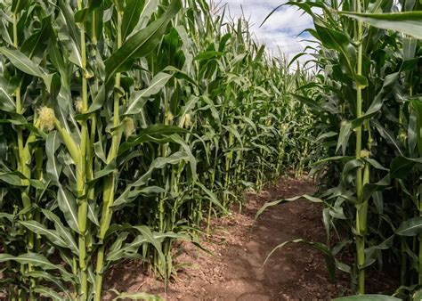 Buy BELECO Green Cornfield Photography Backdrop 5x3ft Fabric Rural Corn ...