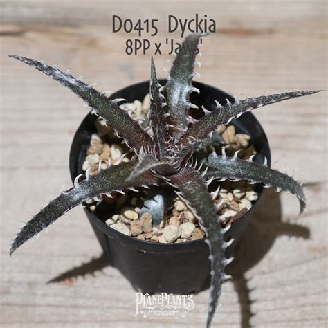 【抜き苗送料無料】8PP x 'Jaws'〔ディッキア〕現品発送D0415 | plane plants