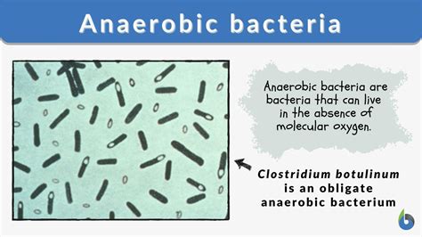Anaerobic bacteria Definition and Examples - Biology Online Dictionary