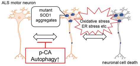 p-Coumaric Acid Has Protective Effects against Mutant Copper–Zinc ...