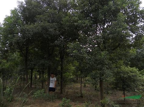 米径8公分以上的沉香树哪里有货_中国永发沉香树种植基地