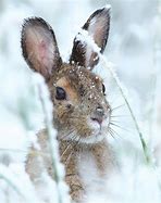 Image result for Super Cute Baby Snow Bunny