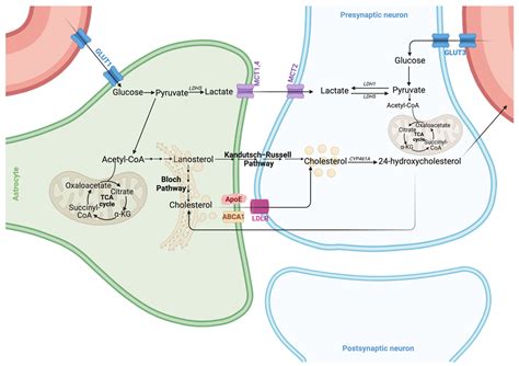 Image result for Astrocyte Neuron Reprogramming