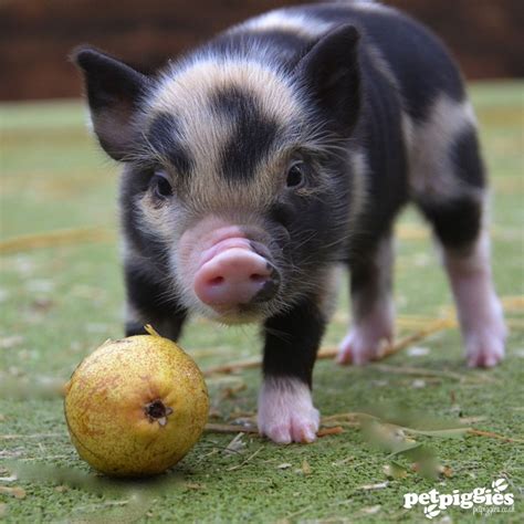 Are Mini Pigs High Maintenance at Joanne Tindall blog
