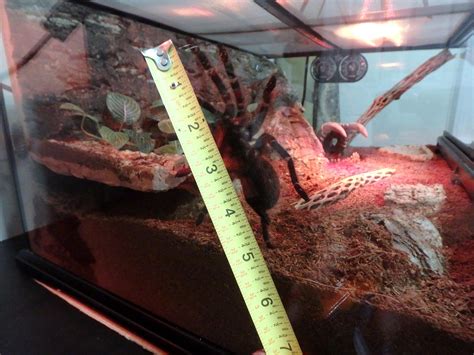 Happy Birthday, you're halfway to adulthood! Lasiodora parahybana ...