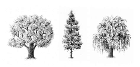 Image result for Scetching Lesson How to Draw a Tree