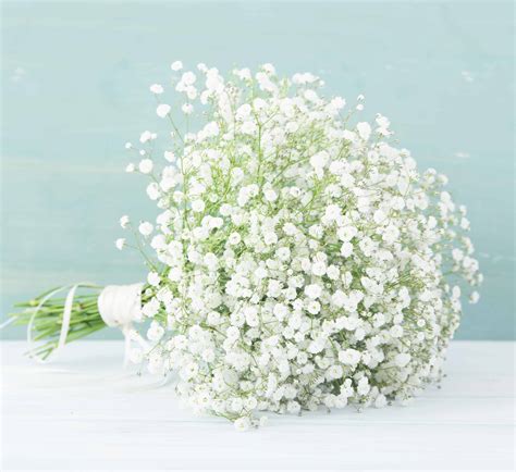 Baby Breath Flower Meaning | Best Flower Site