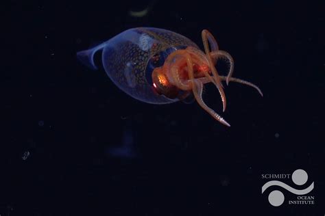 Colossal squid captured on camera for the first time, scientists say ...