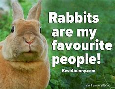 Image result for Bunny Quotes Reading