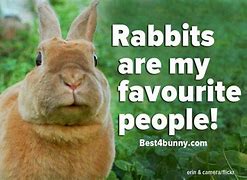 Image result for Compliment Bunny Quotes