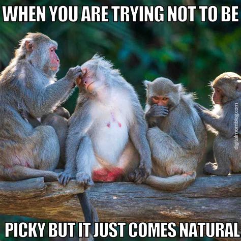 Best monkey memes – Artofit