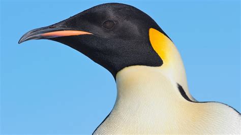 Image result for Introduction to Pingouin Python Tutorial