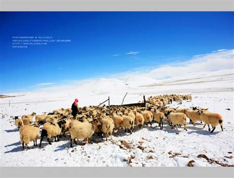 蒙古族的游牧文化都有哪些特点你知道吗？