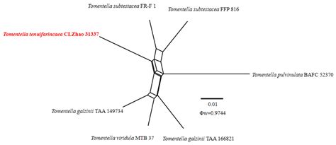 The Diversity and Taxonomy of Thelephoraceae (Basidiomycota) with ...