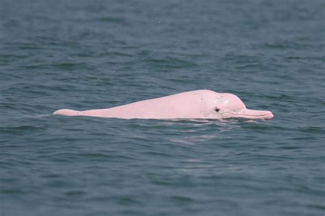 观赏中华白海豚--港澳--人民网