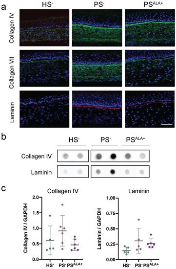 Remodeling of the Dermal Extracellular Matrix in a Tissue-Engineered ...
