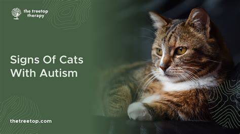 Can Cats Have Autism? Signs & Symptoms Of ASD In Cats