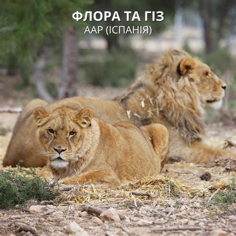 Зоозащитники показали диких животных, которых спасли из частных ...