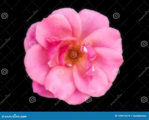Fully opened pink rose stock photo. Image of roses, pink - 149615574