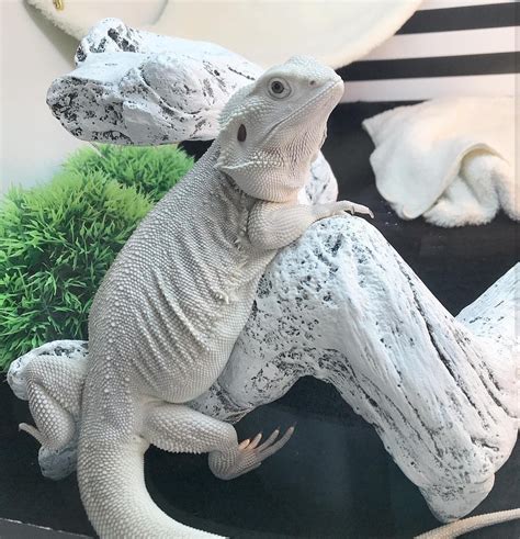 Bearded Dragon White