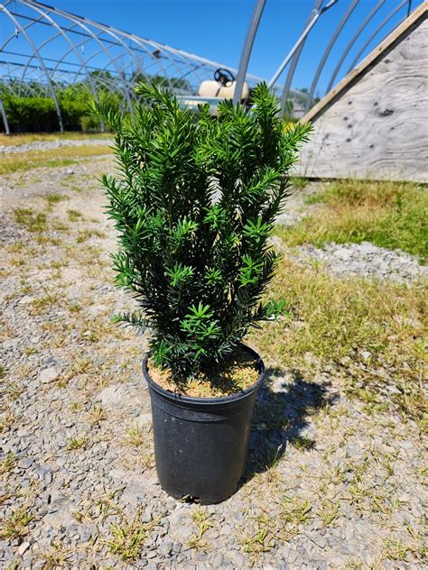Hill's Yew Evergreen Shrub | Low Maintenance Hedge Plant Canada - Emily ...