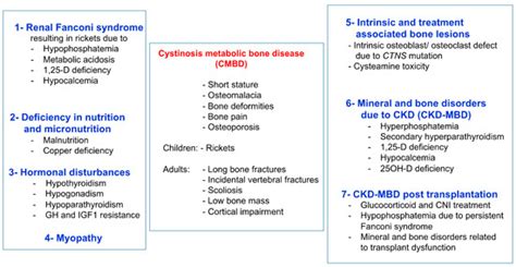 Muscle and Bone Impairment in Infantile Nephropathic Cystinosis: New ...