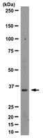 Anti-S1PR2/EDG5 Antibody, clone 6E8.1 | MABC95