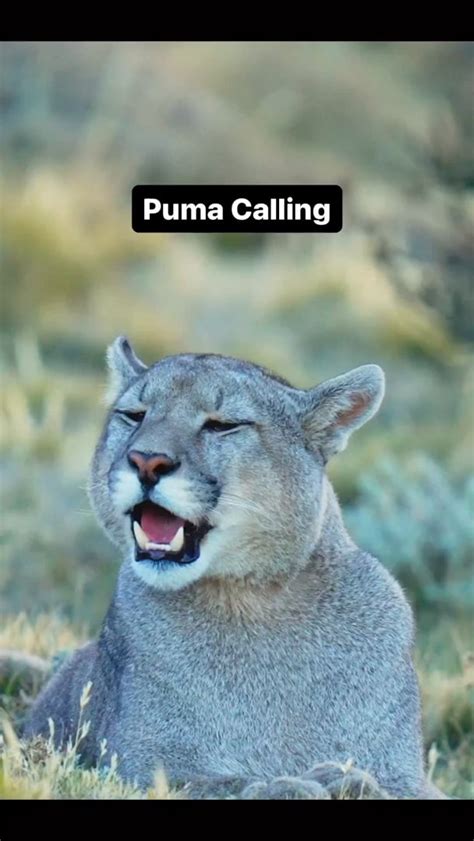 Puma Sounds 的图像结果