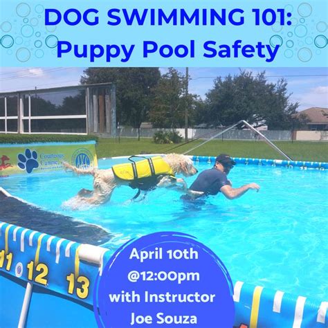 Dogs Swim Lessons 的图像结果