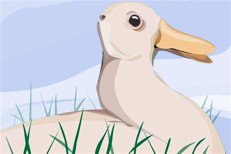 Rabbit Duck Illusion – lightcolourvision.org